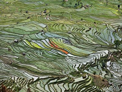 Rice Terraces #2, Western Yunnan Province, China 2012